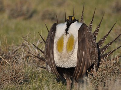 Urogallo despliega su plumaje en la pradera.