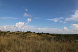 es uno de los bosques estratégicos de altillanura en los que se han vuelto a ver familias enteras de esta especie. 