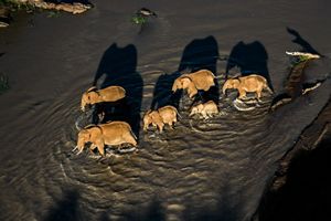  Vista aérea de un grupo de elefantes, incluidas las crías, caminando por aguas poco profundas.