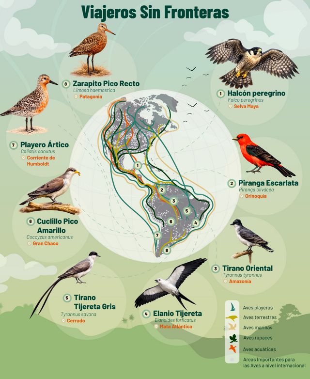 Infografía de aves migratorias y mapeo de su presencia en el continente americano.