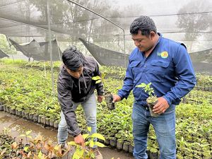 Dos hombres cuidan plantas dentro de un invernadero, rodeados de vegetación y luz natural.