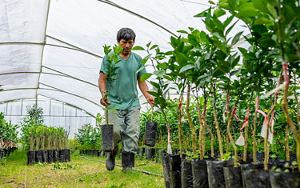  Un hombre con una camiseta verde lleva árboles jóvenes en un invernadero.