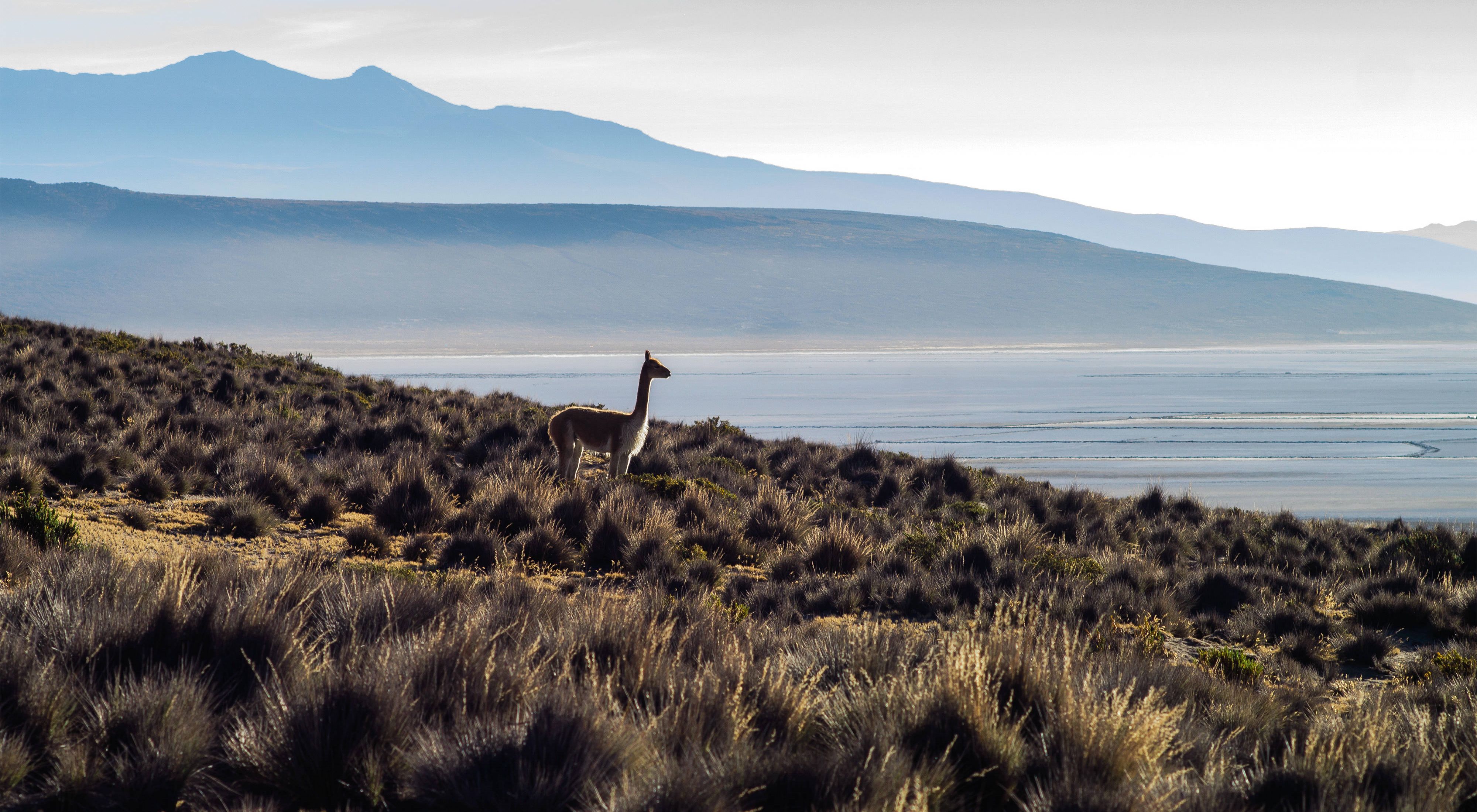 Una vicuña solitaria en la Reserva de Salinas y aguada blanca cerca a la Laguna seca.