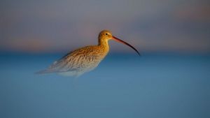 Un ave se yergue con gracia en el agua difuminada, con su pico largo y curvado bien visible.