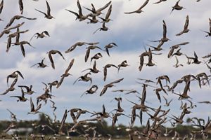  Una gran bandada de pájaros en vuelo contra un cielo nublado crea una escena dinámica y caótica. El horizonte y los árboles a lo lejos son visibles abajo.