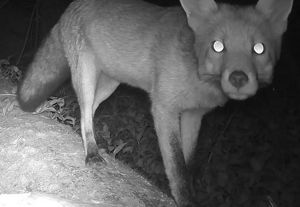 Un animal silvestre con los ojos brillando en la oscuridad debido al reflejo de una fuente de luz.