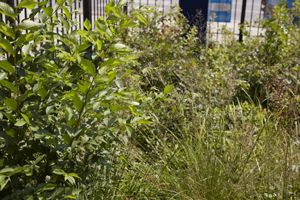 Two people work in a garden.