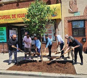 Seven people stand around a young tree planted in a sidewalk shoveling mulch around the base of the tree. 
