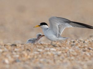 Nesting least tern bird with a chick.