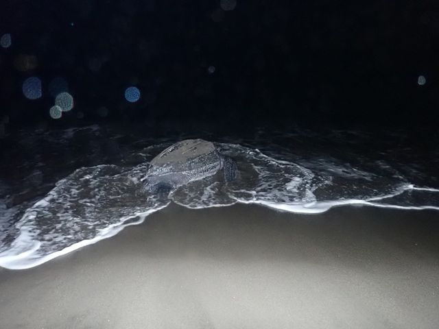 Having laid her eggs, the female leatherback returns to the sea.