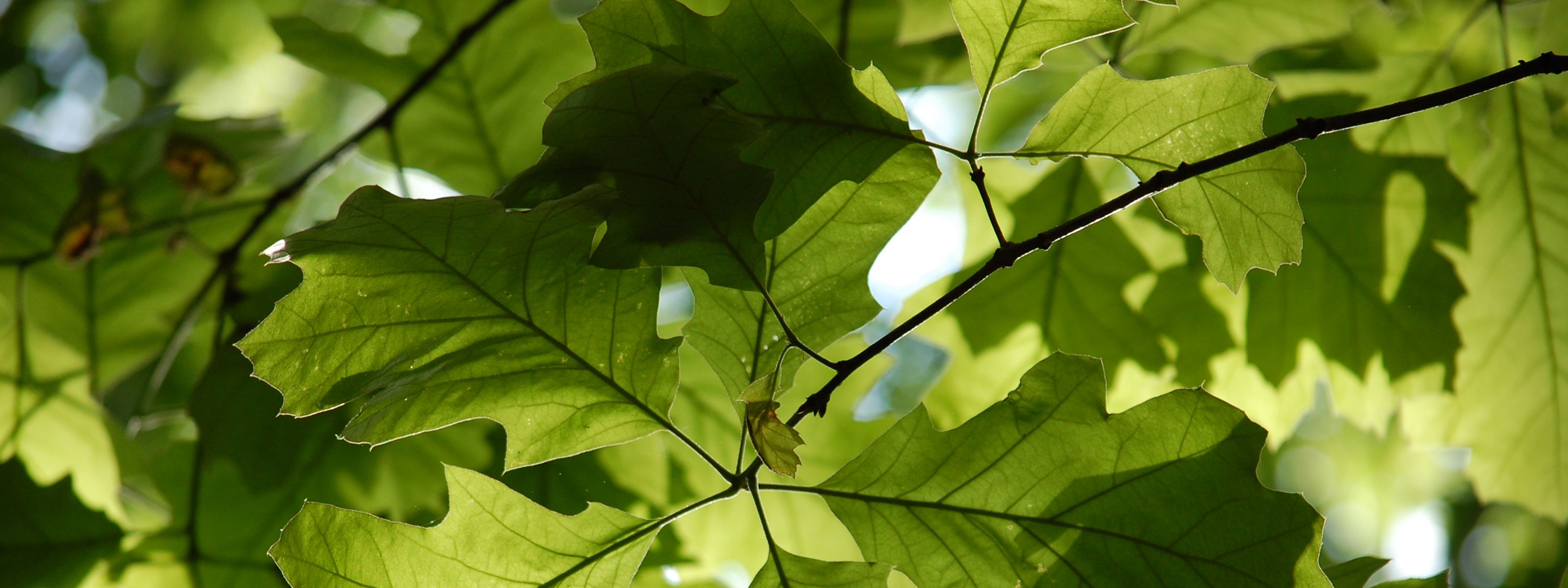Several large oak leaves on a branch are backlit by the sun.