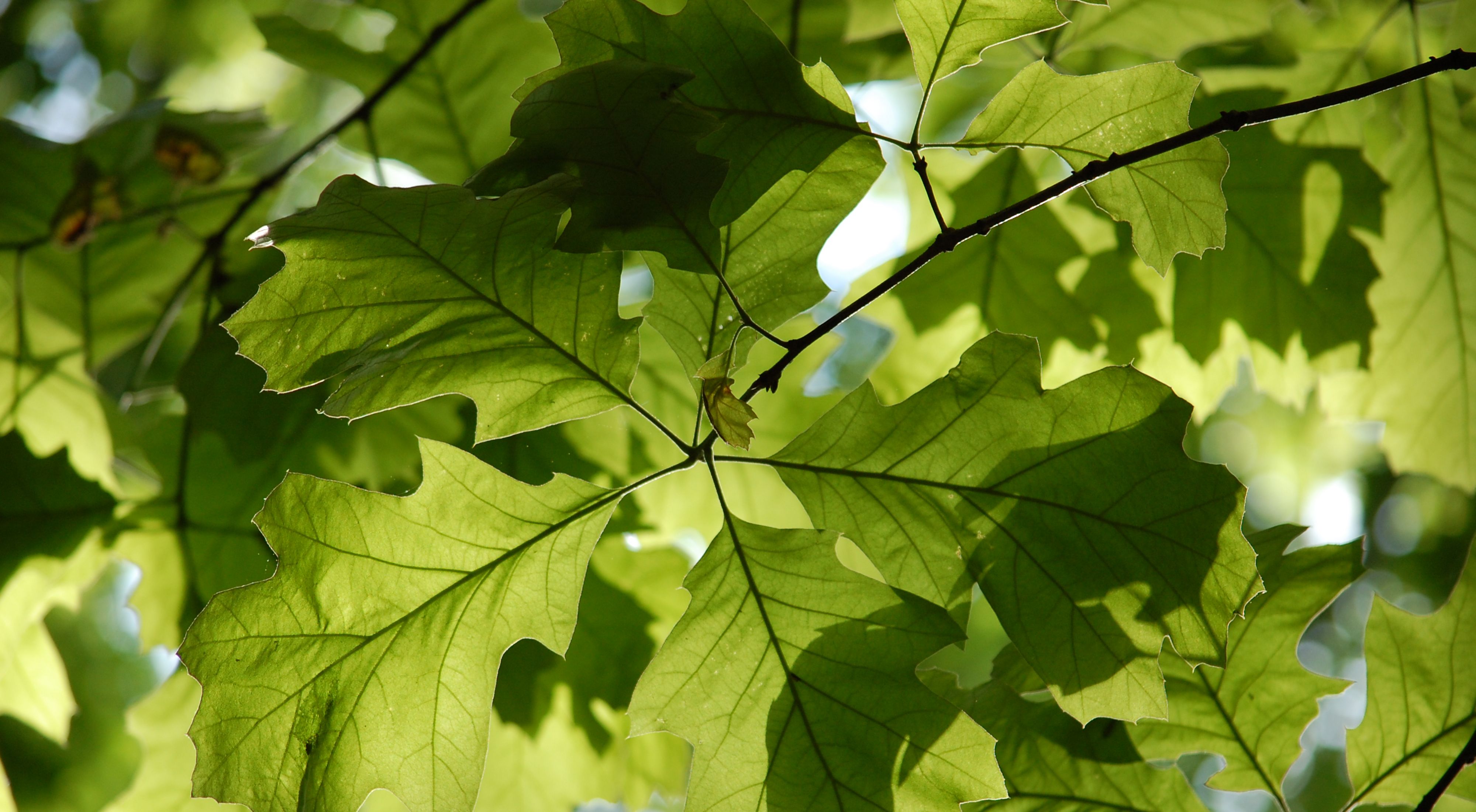 a close up of leaves on a tree, back-lit by the sun.