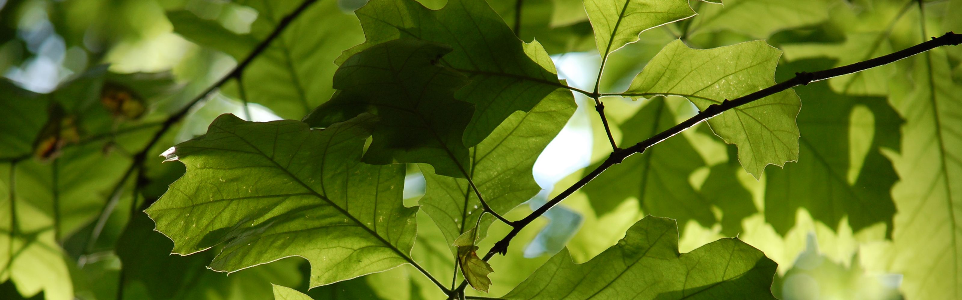 a close up of leaves on a tree, back-lit by the sun.