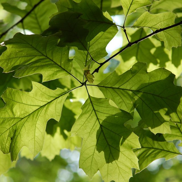 Sunlight shines through a branch thick with several bright green oak leaves.