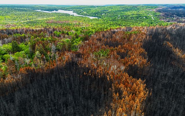 Aerial view of a partially burned forest.