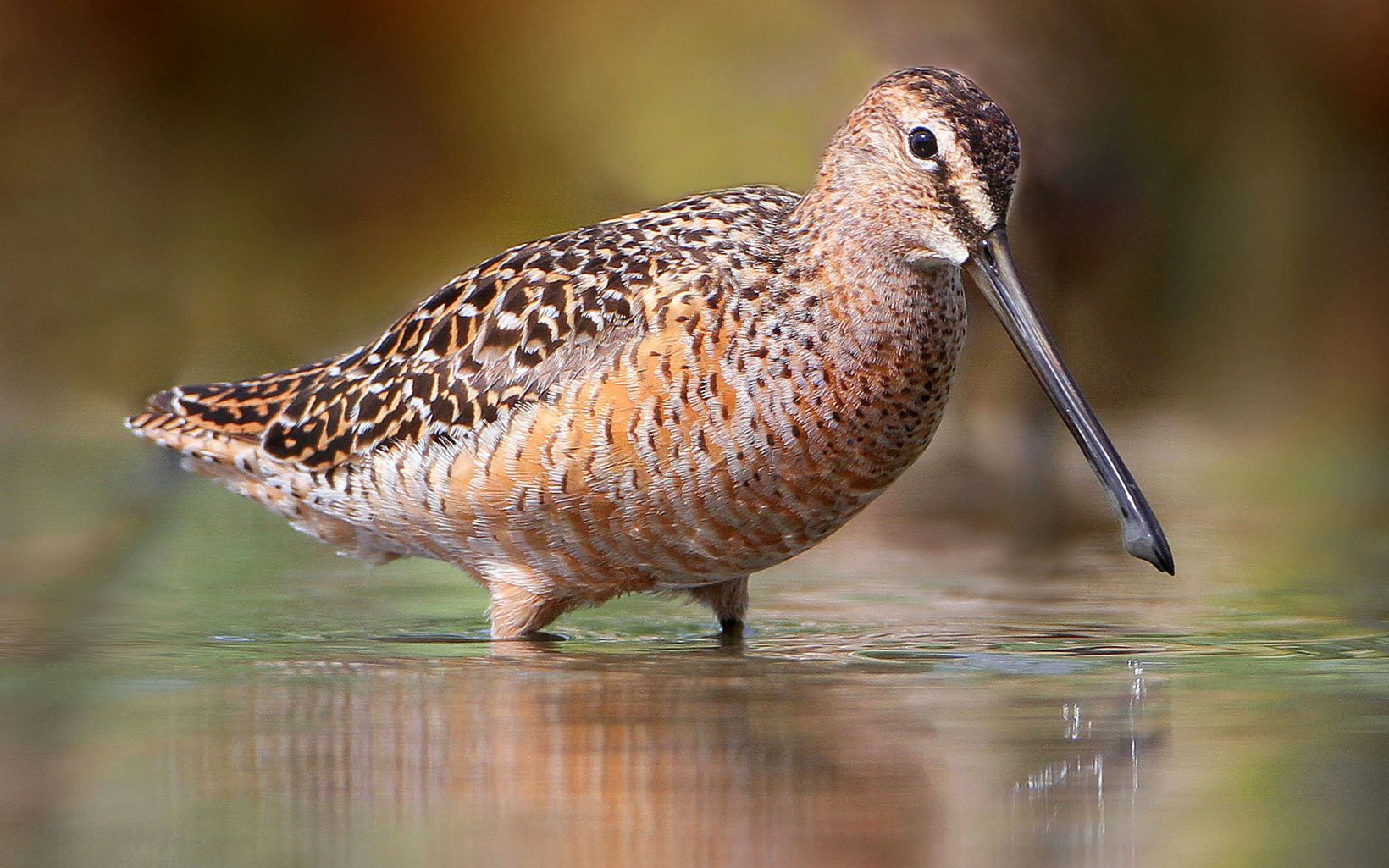 Long-billed Dowitcher The long-billed dowitcher is difficult to separate from the short-billed dowitcher, especially at a distance.  Most surveys combine the two into a single "dowitcher" listing.  © Flickr User Nigel (CC by 2.0)