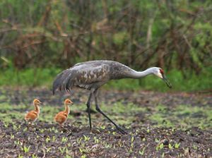 : A close-up of a Sandhill Crane and two chicks walking along a wetland area.