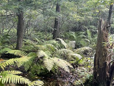 Large ferns grow on a forest floor with large pine trees.