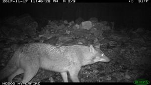 Black and white image of a coyote caught on a wild life camera at night.