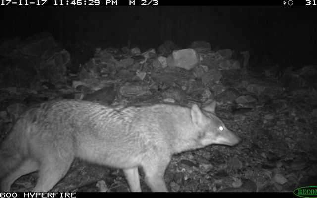 A coyote caught on wild life camera