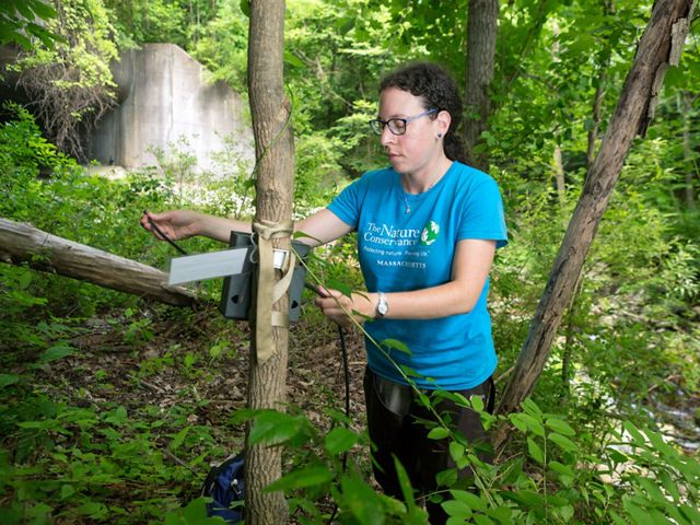 Forest Ecologist Laura Marx reattaches a remote wildlife camera to a tree in Western Massachusetts after swapping out its memory card.