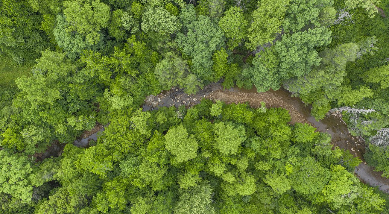 aerial view of a creek running through a green forest