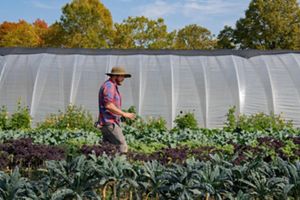 A man in a hat walks amongst growing vegetables with a greenhouse in the background.