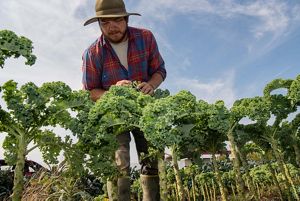 Un hombre se encuentra en un campo y mira los tallos erguidos de las plantas de col rizada.