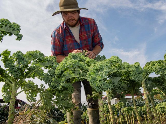  Person harvesting kale.