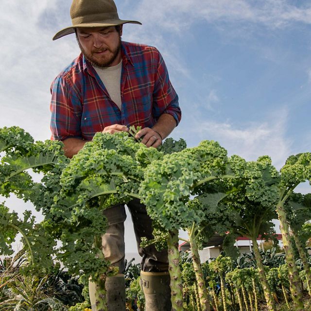 Farmer harvesting kale. 