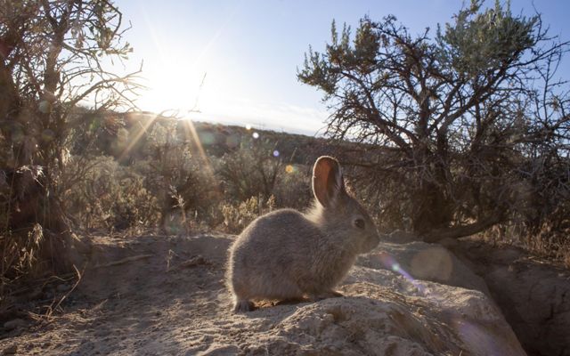 small rabbit sits on rock with sun shining behind it