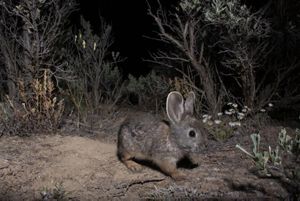 Pygmy rabbit stands on its back legs and crosses his front legs looking surprised as a hidden camera takes a photograph at night. 