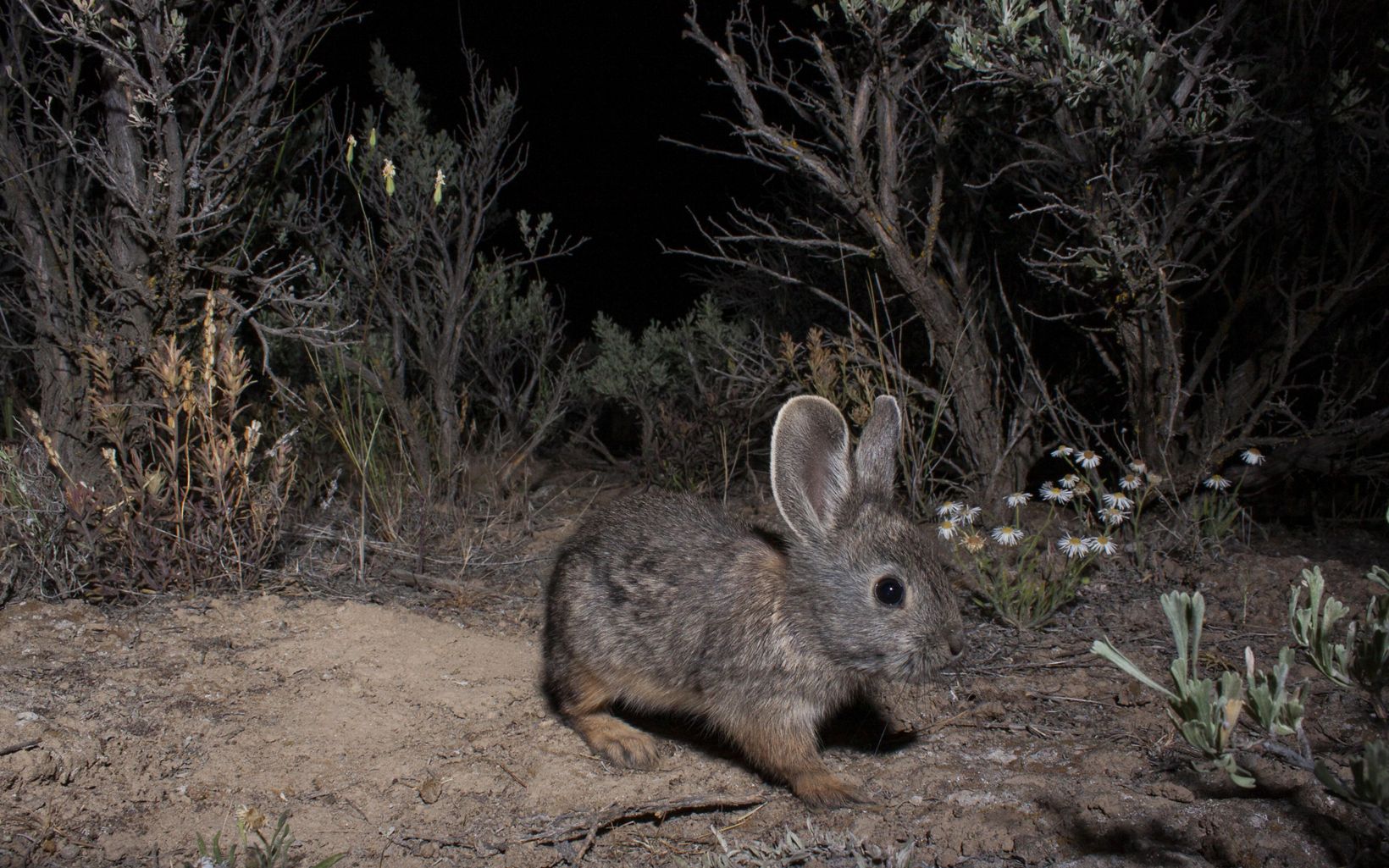 Battling Invasives: The Race to Restore the Sagebrush Sea