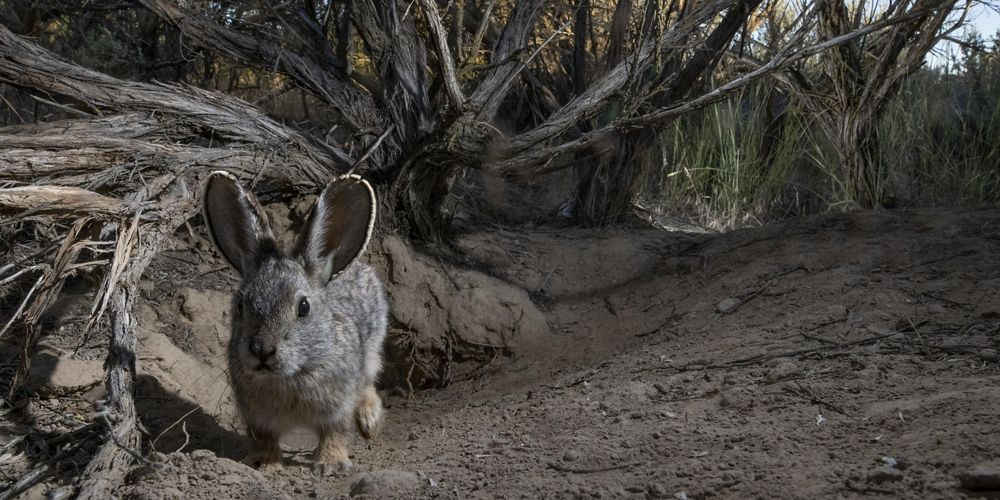Washignton Pygmy Rabbit Sagebrush Country | The Nature Conservancy