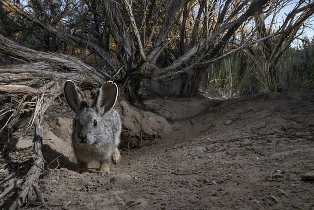 gray rabbit with big ears mid jump faces camera