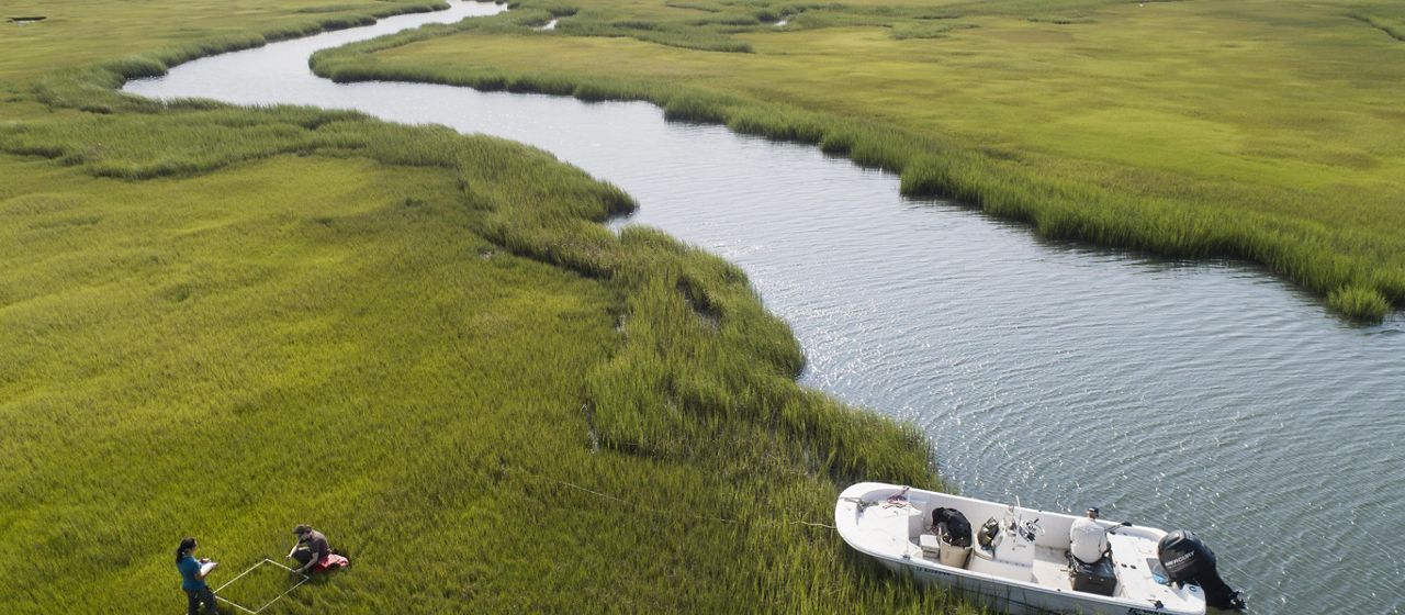 Aerial view of Cape May Marsh and TNC staff monitoring marsh grass growth.
