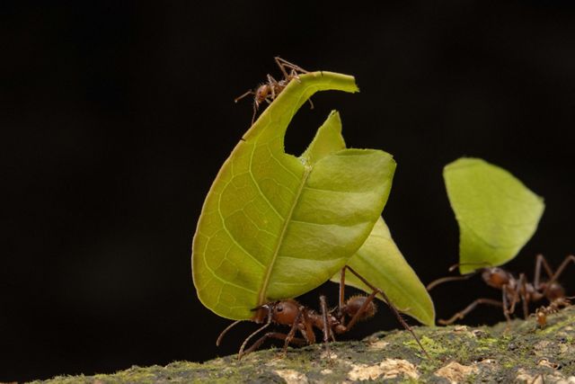 Foto de hormigas cortadoras de hojas acarreando hojas en el bosque de Belice.