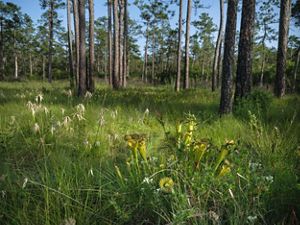 A forest of longleaf pine in the background with pitcher and native plants in the foreground. 