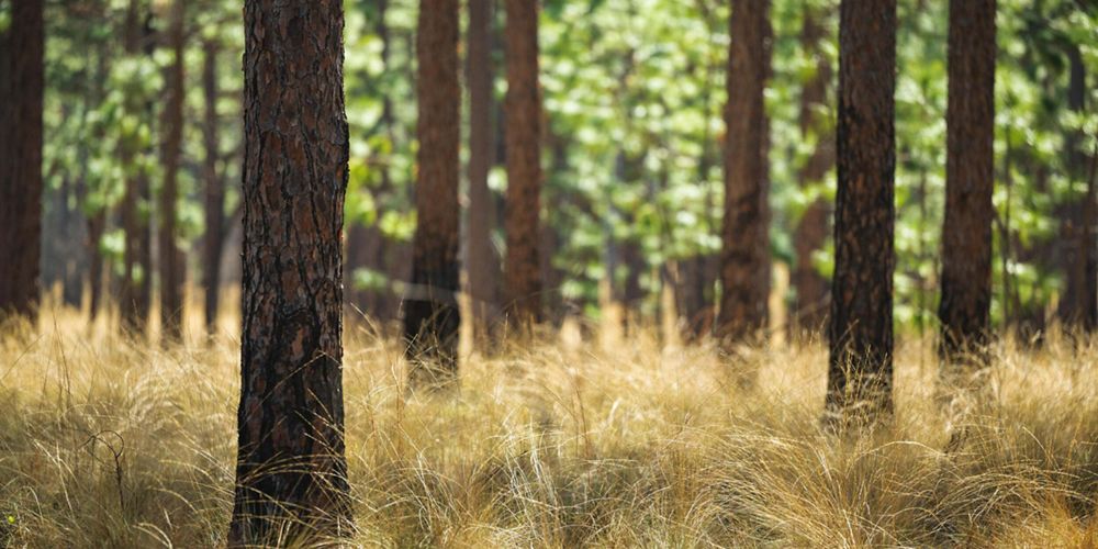 Closeup view of the trunks of trees in a longleaf pine forest.