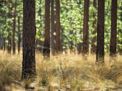 Long leaf pine tree in grasses.