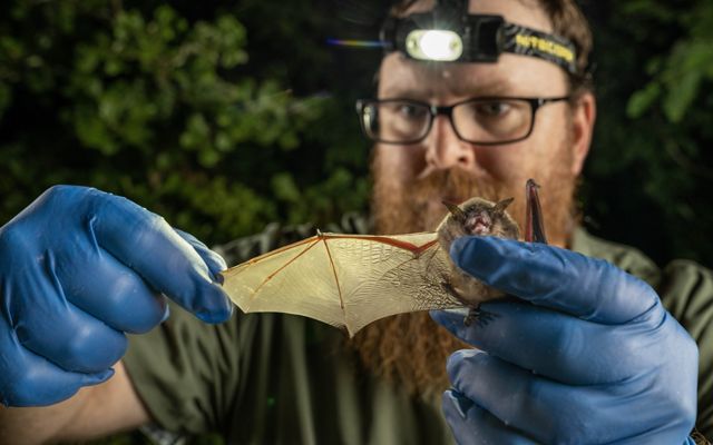 A man with a headlamp, gloves and glasses holds out the wing of a brown colored bat.