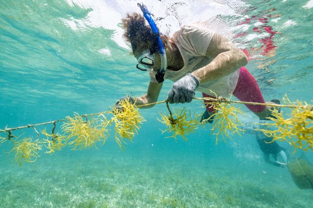 Underwater view of a snorkeler tending to seaweed attached to a rope as part of a seaweed farm.