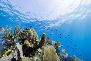 Una variedad de corales rodeados de peces pequeños.