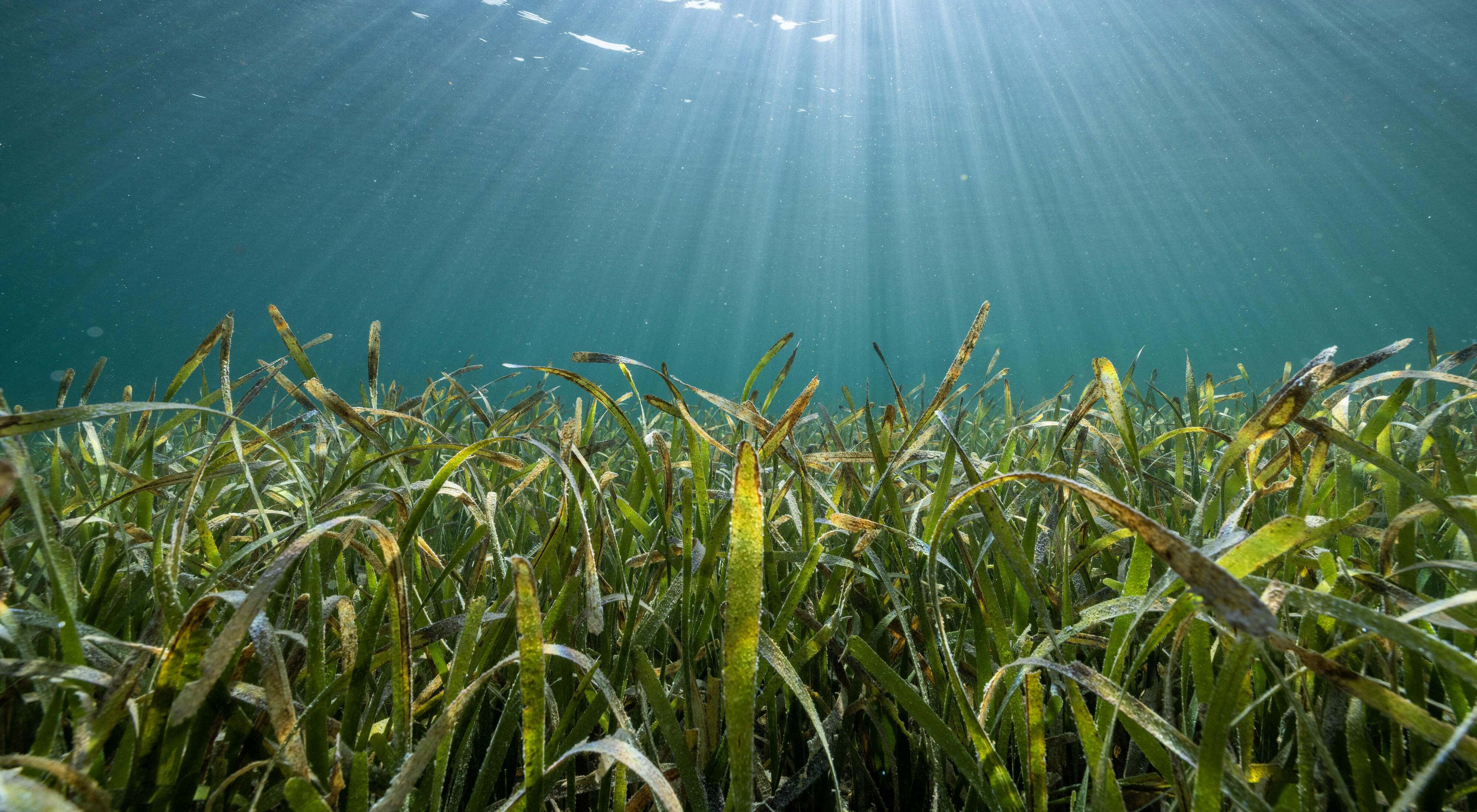 Underwater view of a meadow of sea grass off the coast of Belize.
