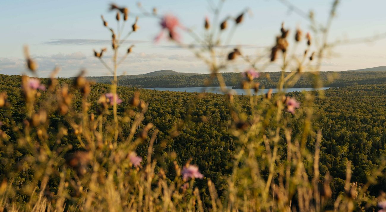 flowers in the forefront with a view of forests and water in the distance.