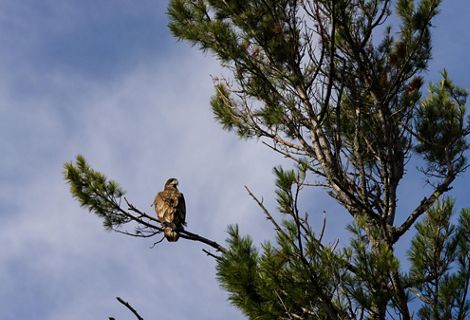 A Golden Eagle perches in a tree.