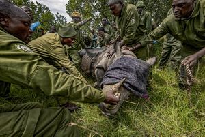 Several people stand around a rhino that is on the ground with its eyes covered by a blanket.