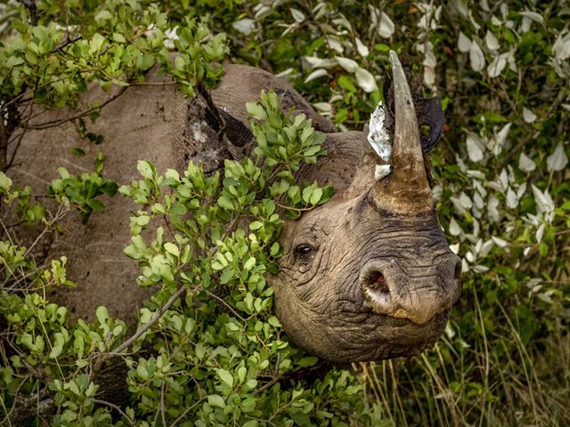 a rhino peaking through leafy foliage.