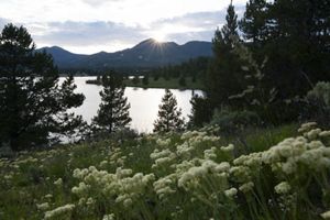 Landscape of a body of water with white flowers in the foreground, pine trees in the midground and mountains in the distance.