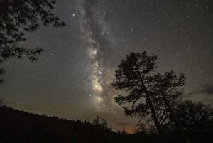 A purple sky dotted with bright stars illuminates the outlines of many tall pine trees.